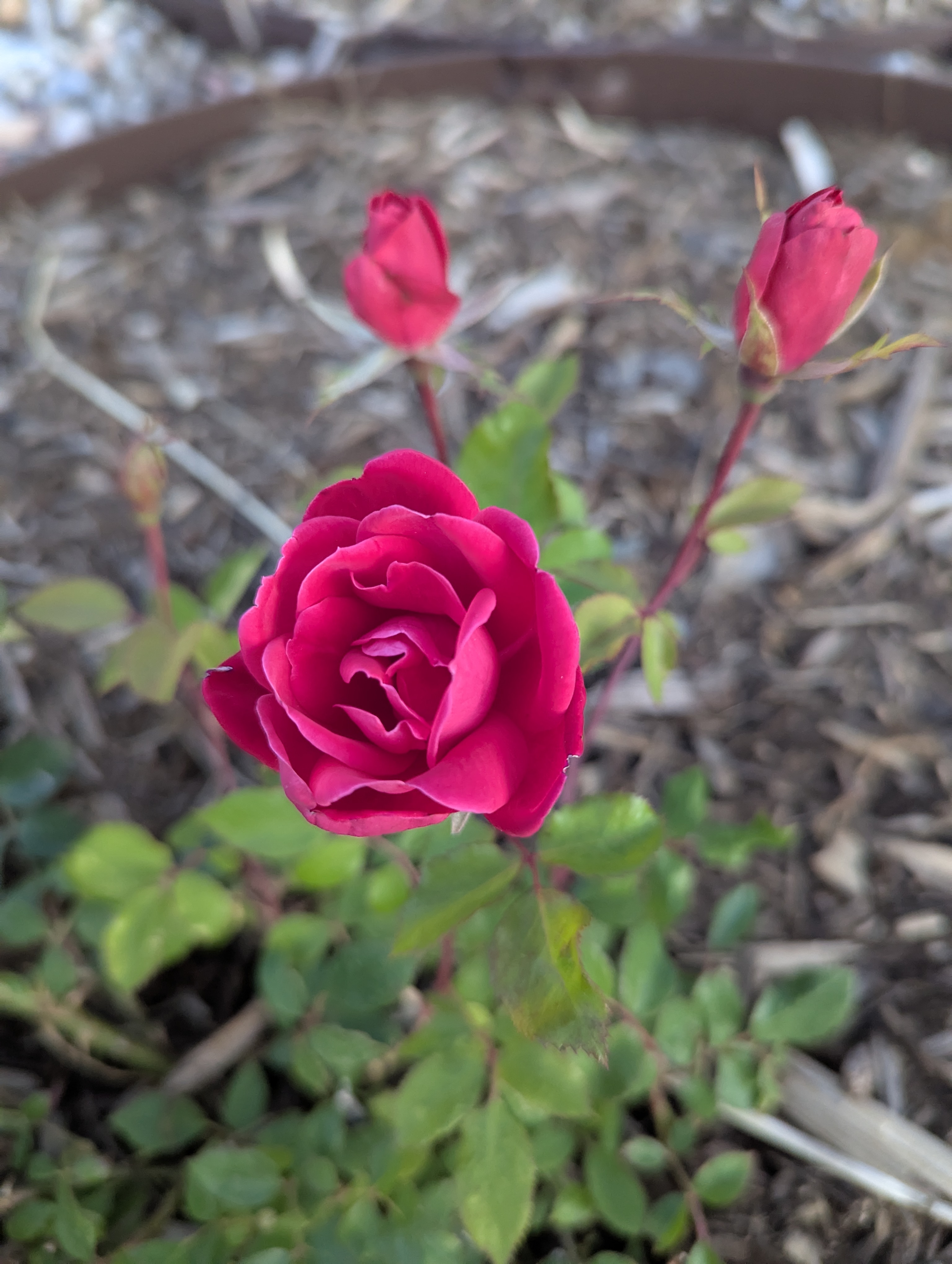 Garden, Flowers, Morrison, Colorado